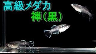 大ちゃんのメダカ日記No3：メダカ街道ヒデさん家で買った　禅（黒）２ペアの紹介