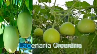 Lagenaria ciceraria has been successfully cultivated #agriculture