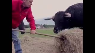 Rare Friendship | MAN AND BIG BLACK BULL | Hard To believe