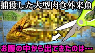 捕獲した外来魚を捌いたらお腹から〇〇の頭とか色々出てきた…【コウライオヤニラミ】