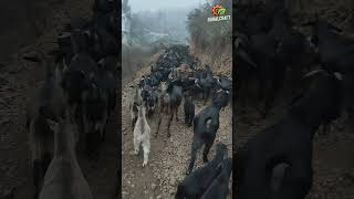 Black goats grazing in the wild