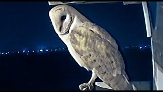 פרויקט קינון תנשמות 2018.    Owls nesting project in 2018.