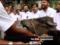 kozhikode congress activists protest against beef ban