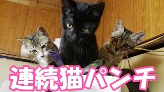 3匹の子猫の連続猫パンチ 3 kittens of continuous cat punch