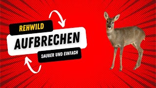 Rehwild Aufbrechen und abziehen