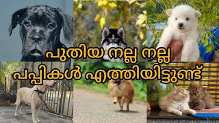 #petsofkerala നല്ല കുറെ പപ്പീസുകൾ വിലക്കുറവിൽ വന്നിട്ടുണ്ട്  #dogmalayalam