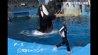 『シャチ』アース公開トレーニング（シャチプール）９月　@名古屋港水族館