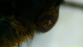 Bangood Digital Microscope Test 1 - MUSTOOL MT315