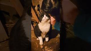 ボス猫の裏の顔　#tuxedocat #cat #cute #ねこ動画 #ねこのいるくらし　#fluffycat  #白黒ちゃん #ねこ #ねこ好き #猫のいる暮らし #KichiMaru