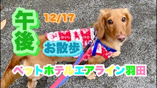 12/17午後🌤 ワンちゃんお散歩〜ドックラン〜 猫ちゃん〜キャットルームのご様子です♪羽田空港近くのペットホテルエアライン羽田にご宿泊中のペットちゃん達です♡無料送迎なので楽々チェックイン‼︎