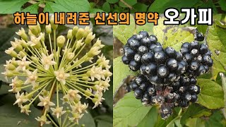 하늘이 내려준 신선의 명약 오가피