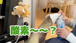 【フェレット】酸素に興味津津のビッケ君