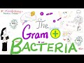 The Gram-Positive Bacteria 🦠 - Microbiology and Infectious Diseases Series 🧫