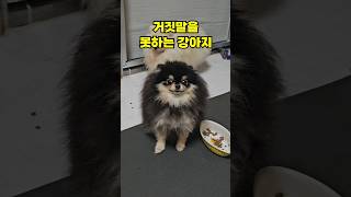 거짓말 못하는 강아지ㅋㅋㅋ