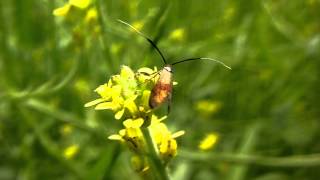 クロハネシロヒゲナガガ/Nemophora albiantennella 01 110518