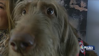 'He is made to do this job': Wichita therapy dog helps families recover from loss