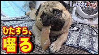 うちのパグ　犬用のガムに飽きたので、牛のヒズメを与えてみたけれど、全く興味を示さなかったのが、突然、お気に入りになって囓りはじめたwww『おまめ日記』