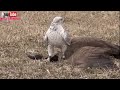 the best of eagle attacks 2018 most amazing moments of wild animal fights wild discovery animals