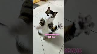 给你家猫试试这个玩具~Try this toy for your cat~ #cat #萌宠 #pets #喵星人#cutecat #kitten #小猫咪 #猫咪日常 #铲屎官的乐趣