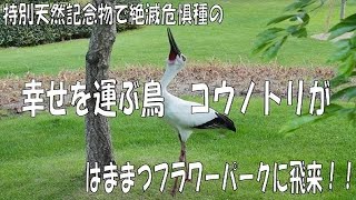 はままつフラワーパーク　絶滅危惧種で特別天然記念物のコウノトリが飛来！！