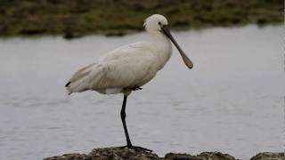 Eurasian Spoonbill FullHD　JH1RNZ