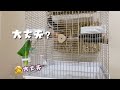 自分の【呼び鳴き】にツッコミを入れる？！オカメインコこはくさん