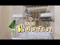 自分の【呼び鳴き】にツッコミを入れる？！オカメインコこはくさん