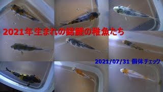 2021年生まれの錦鯉の稚魚たち（2021/07/31 個体チェック）