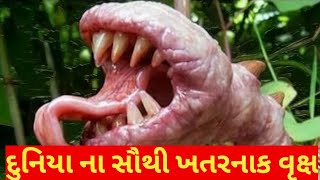 દુનિયા ના સૌથી ખતરનાક વૃક્ષો | most dangerous plant on world