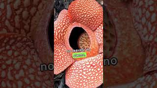 The Rafflesia: Giant Floral Parasite! 🌺 #plants #weird #nature  #strange #gross #rotten