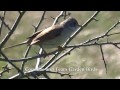 whitethroat singing　ノドジロムシクイの囀り