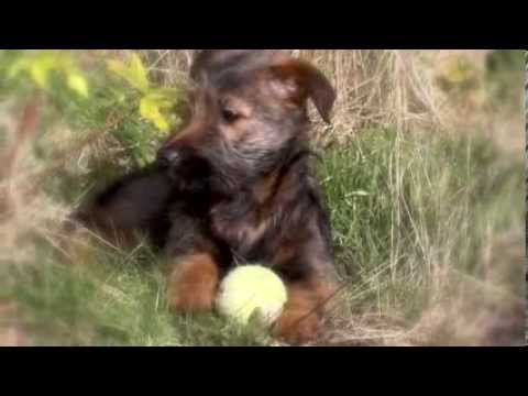 Ruby The Rescue Dog - A Happy Ending! - YouTube