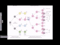 B cell maturation