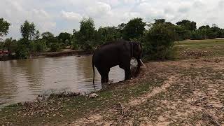 มาดูความน่ารัก❤❤ของพลายแสนรัก.🐘🐘