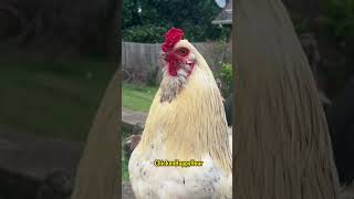 Primal scream therapy to hype the day🫨 #rooster #shorts #work #memes #comedy #chickens #scream