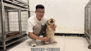 怀孕30天的柴犬，一见主人就开心的合不拢嘴，竟然撸出了表情包！