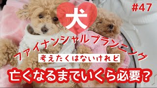 お迎え時だけじゃないお金の話⭐︎多頭飼いの飼育費用と犬生最低必要額