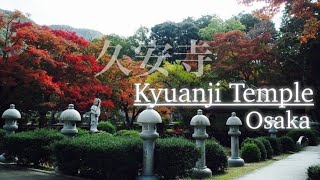 Go to Kyuanji Temple to see the autumn leaves.