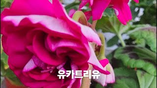 $$$ 영상보시고 행복하세요   영상이  끊겨  인사   못했습니다   사랑합니다   축복합니다