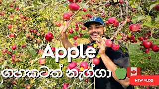 Apple ගහකටත් නැග්ගා 🍏🇨🇦  | All You Can Eat Apples | Vlog 12 | Canada Sinhala | Vishmith W | Travel