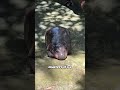 naughty baby hippo heartwarmingpets animallover animals heartwarming