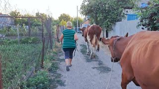 Пожар на пастбище! Чудом Успели спасти коров