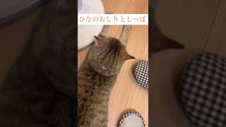 おしり丸いやつ#猫のいる暮らし #cat #保護猫 #ねこ