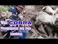 Mga cobra nakapatay ng tatlong kambing | tropang rex tuklaw