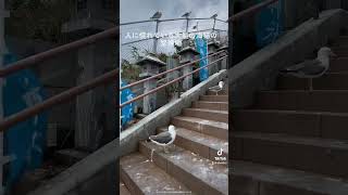 青森県　八戸市　蕪嶋神社Kabura-shima Shrine in Hachinohe City, Aomori Prefecture