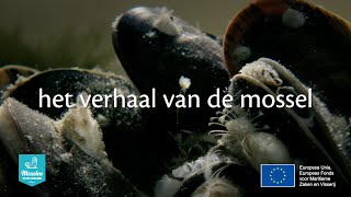 Het Verhaal van de Mossel