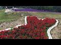 【ごきげん女の処方せん】中富良野町営ラベンダー園／ naka furano town owned lavender garden