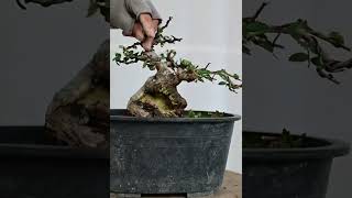 Ficus Red Balete Bonsai Care - Bonsai Tree For Biginners #bonsai #shorts #bonsaicare #bonsaiandall