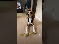 散歩待ちきれないビーグル栗🌰である😄 ビーグル ビーグル犬栗 beagle pet ペット 大阪 萌 かわいい 犬 dog 比格 比格犬板栗　 比格犬受害者联盟　 比格大魔王