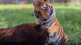 10 Pets That Ate Their Owners